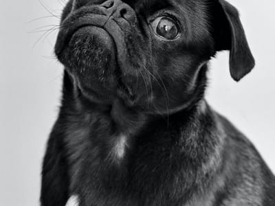 CBD Pet Chews vs. Tinctures: Which Form is Best for Your Furry Friend?