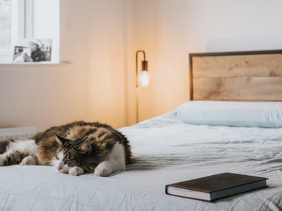 CBD Pet Salves and Balms: Enhancing Your Pet's Skin Health and Comfort