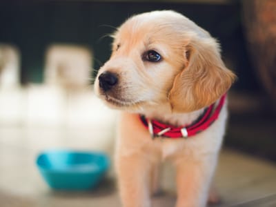 CBD Pet Success Stories: Real-Life Testimonials from Pet Owners and Their Furry Friends