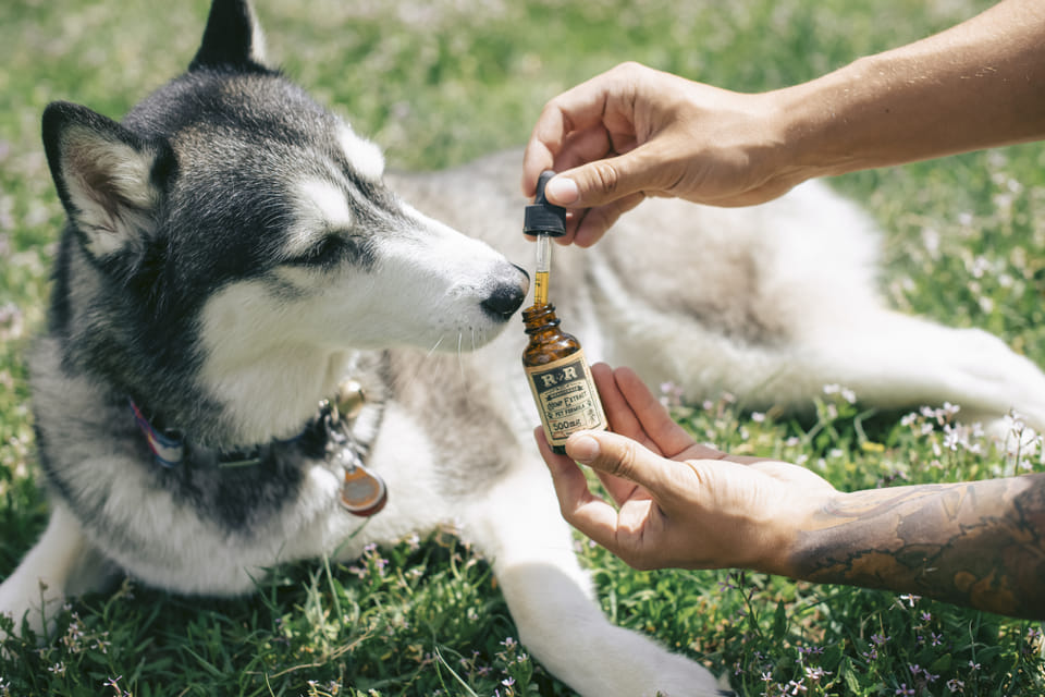 CBD Treats vs. CBD Oil: Which is Best for Your Pet?