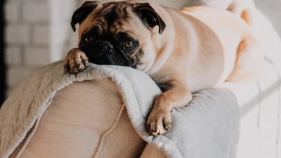 From Skepticism to Assurance: CBD Pet Success Stories that Will Inspire You