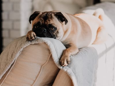 From Skepticism to Assurance: CBD Pet Success Stories that Will Inspire You