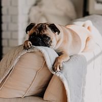 From Skepticism to Assurance: CBD Pet Success Stories that Will Inspire You