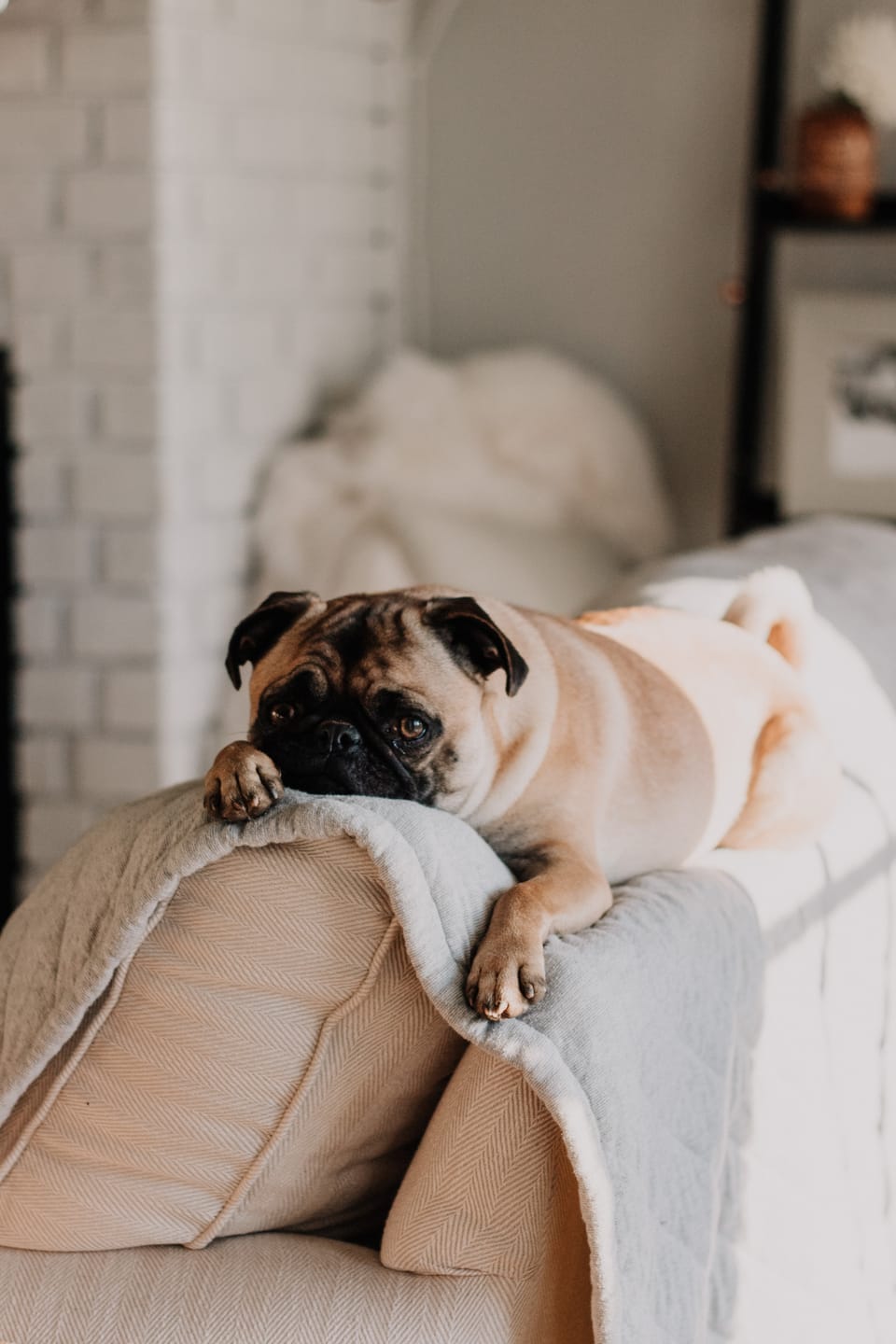 From Skepticism to Assurance: CBD Pet Success Stories that Will Inspire You
