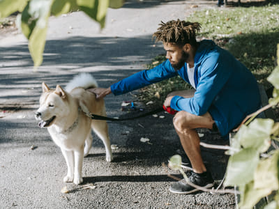 How CBD Can Improve Your Pet's Health and Well-Being