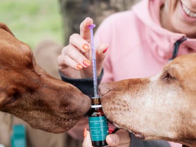 How to Safely Introduce CBD Into Your Pet's Routine