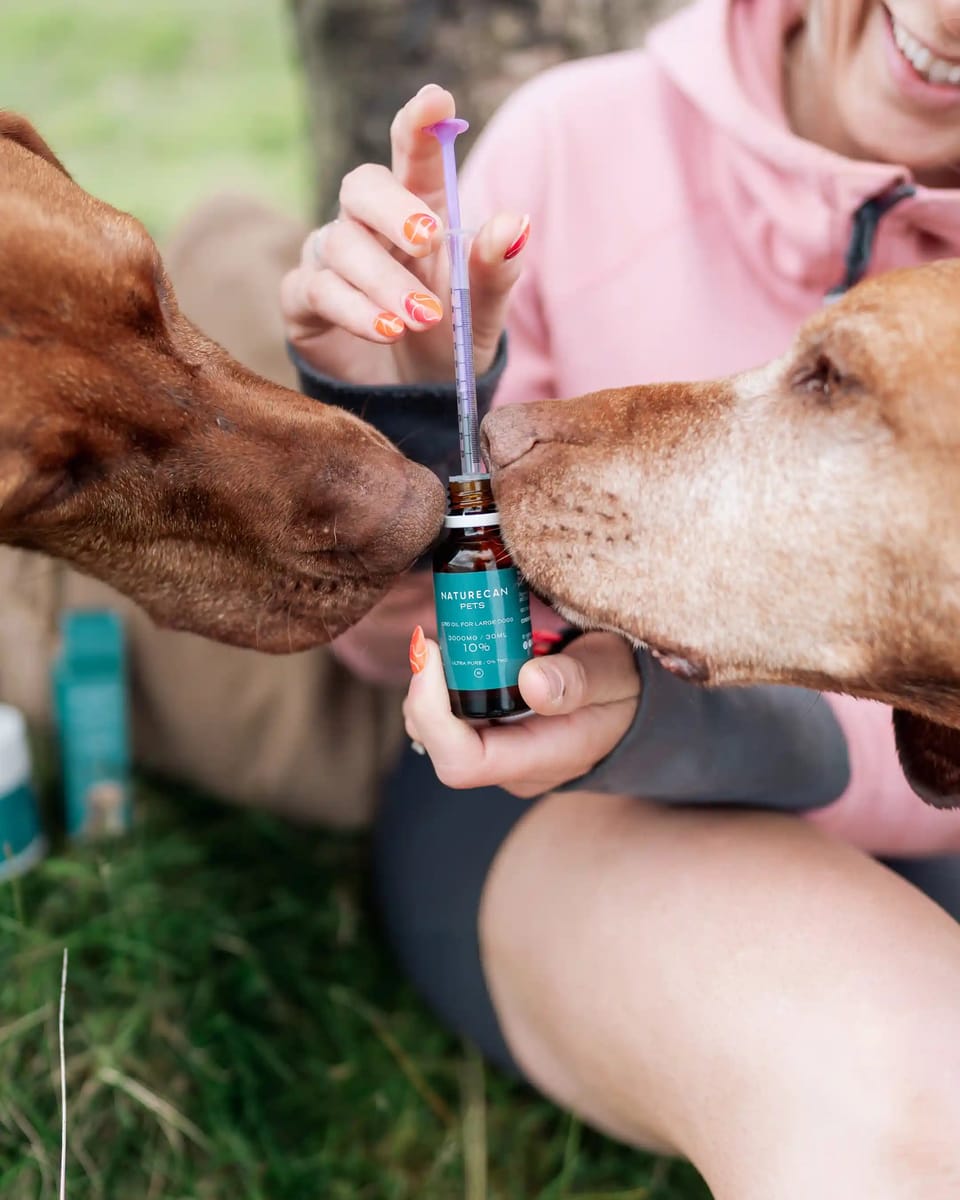 How to Safely Introduce CBD Into Your Pet's Routine