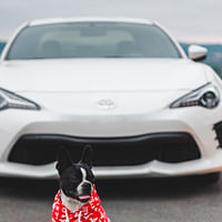 Mapping Out Your Pet's CBD Journey: The Role of a Pet CBD Directory