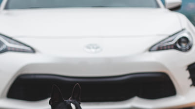 Mapping Out Your Pet's CBD Journey: The Role of a Pet CBD Directory