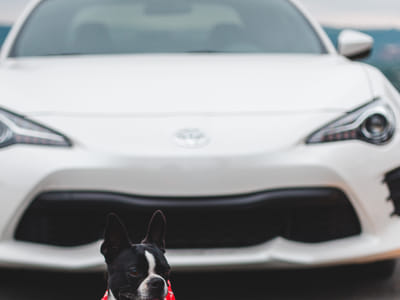 Mapping Out Your Pet's CBD Journey: The Role of a Pet CBD Directory