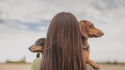 Overcoming Fears: How CBD Can Assist in Pet Anxiety Relief