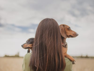 Overcoming Fears: How CBD Can Assist in Pet Anxiety Relief