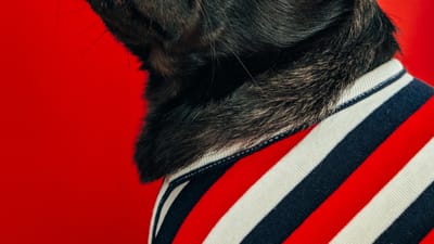 Take the Leap: How to Successfully Adopt a CBD Regimen for Your Rescue Pet