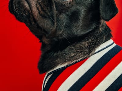 Take the Leap: How to Successfully Adopt a CBD Regimen for Your Rescue Pet