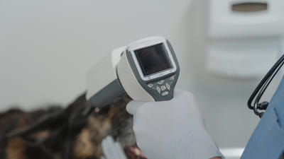 The Benefits of CBD Oil for Pets with Anxiety and Stress