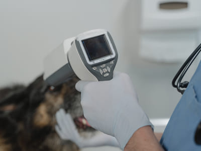 The Benefits of CBD Oil for Pets with Anxiety and Stress