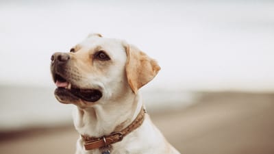 The Best CBD Pet Supplements for Joint Support and Pain Relief
