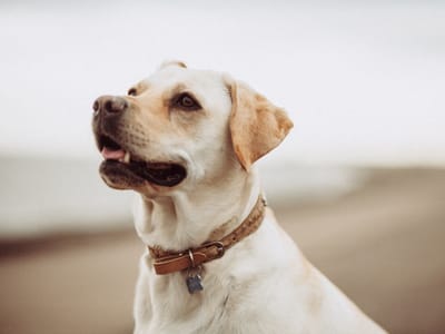 The Best CBD Pet Supplements for Joint Support and Pain Relief