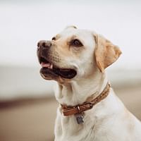 The Best CBD Pet Supplements for Joint Support and Pain Relief
