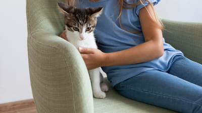 The Cat's Out of the Bag: Real Pet CBD Testimonials You Need to Hear