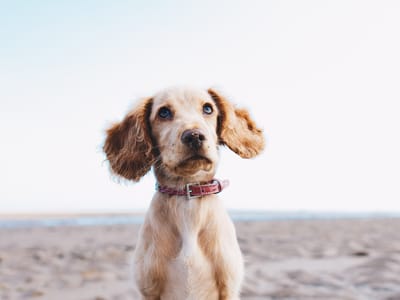 The Role of CBD in Pet Adoption and Rescue: How It's Making a Difference