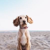 The Role of CBD in Pet Adoption and Rescue: How It's Making a Difference