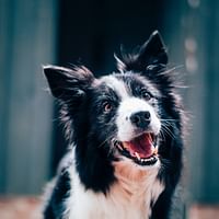 The Top CBD Pet Brands: Comparing Quality, Effectiveness, and Customer Reviews
