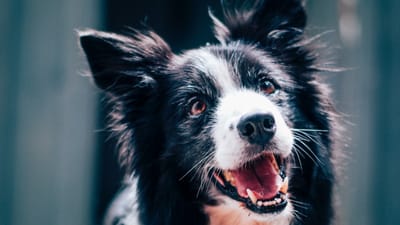 The Top CBD Pet Brands: Comparing Quality, Effectiveness, and Customer Reviews
