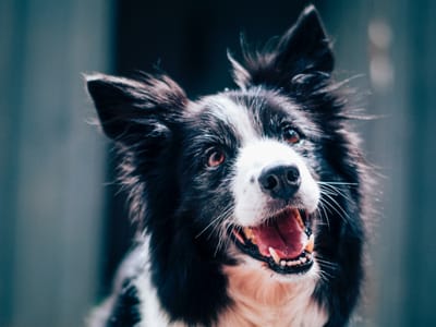 The Top CBD Pet Brands: Comparing Quality, Effectiveness, and Customer Reviews