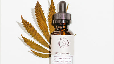 Understanding the Legality of CBD for Pets: What Pet Owners Need to Know