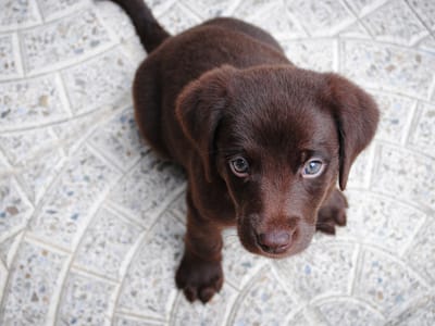 Venturing into CBD Pet Skin Care: Essential Information and Top Products to Consider