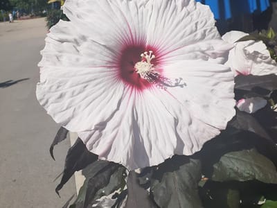 American CBD Dispensary, Delta 8+O