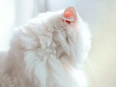 CBD American Shaman Dispensary