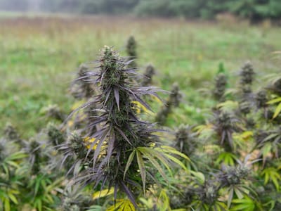 Northern Virginia Hemp Company L.L.C - “Virginia Hemp”