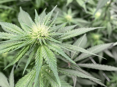 Ounce Of Hope Aquaponic Cannabis Dispensary